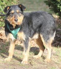 JOSCHI, Hund, Mischlingshund in Müden