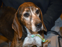 CHANELLA-CHANEL, Hund, Segugio Maremmano in Köln