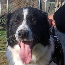 THEO, Hund, Mischlingshund in Griechenland