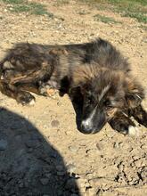 IZA, Hund, Mischlingshund in Laatzen