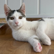 FRANKIE, Katze, Europäisch Kurzhaar in Mannheim