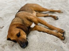 BONO2, Hund, Mischlingshund in Griechenland