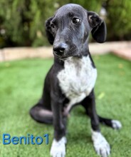 BENITO1, Hund, Mischlingshund in Spanien