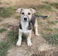 PAKI, Hund, Mischlingshund in Rumänien