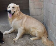 JONATHAN, Hund, Golden Retriever in Dorstadt
