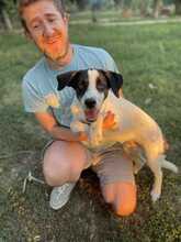 ELMI, Hund, Mischlingshund in Rumänien