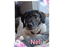 NELI, Hund, Mischlingshund in Goslar