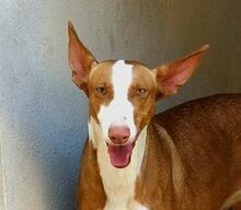 AYLA, Hund, Podenco in Radevormwald