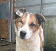 IVARA, Hund, Mischlingshund in Hamburg