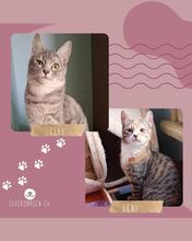 ELLI, Katze, Europäisch Kurzhaar in Bulgarien