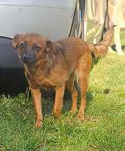 BUDDY, Hund, Mischlingshund in Bornholt