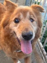 DADDY, Hund, Golden Retriever-Collie-Mix in Pfatter