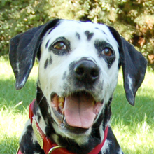 JOSY DA, Hund, Dalmatiner in Lauf