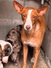 ANITA, Hund, Podenco in Lübeck