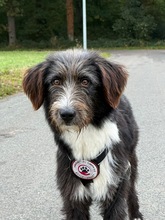 KARL, Hund, Mischlingshund in Viersen