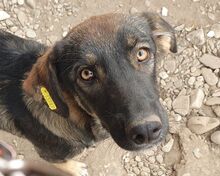 MATTEO, Hund, Mischlingshund in Rumänien