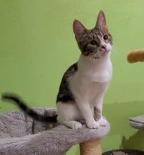 ZOIA, Katze, Europäisch Kurzhaar in Alsbach-Hähnlein