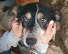 NELE, Hund, Mischlingshund in Leichlingen