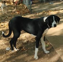 THAROS, Hund, Mischlingshund in Griechenland