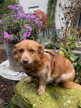 JULY, Hund, Mischlingshund in Rödinghausen