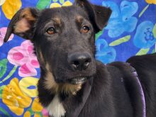 GEORGIO, Hund, Mischlingshund in Italien