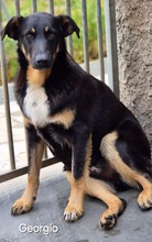 GEORGIO, Hund, Mischlingshund in Erkrath