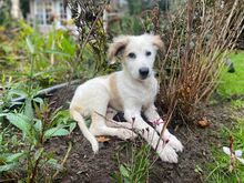 OSCAR, Hund, Mischlingshund in Hamburg