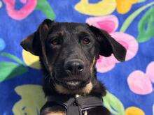 GIANNA, Hund, Mischlingshund in Italien