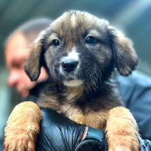 NAMI, Hund, Mischlingshund in Aschersleben