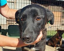 LUCIANA, Hund, Mischlingshund in Rumänien