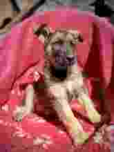 SUSU, Hund, Mischlingshund in Rumänien