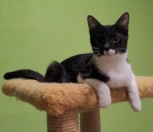 ANNE BONNY, Katze, Hauskatze in Alsbach-Hähnlein