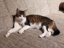 DORA, Katze, Hauskatze in Neuhausen