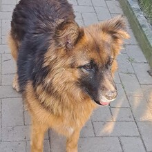 GLORIA, Hund, Mischlingshund in Katzwinkel