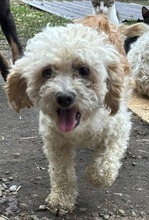 GENUA, Hund, Bichon à poil frisé-Mix in Rumänien