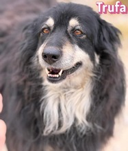TRUFA, Hund, Mischlingshund in Griechenland