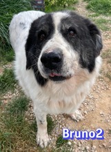 BRUNO2, Hund, Herdenschutzhund-Mix in Griechenland