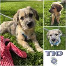 TIO, Hund, Mischlingshund in Oranienburg