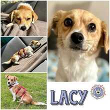 LACY, Hund, Mischlingshund in Zossen