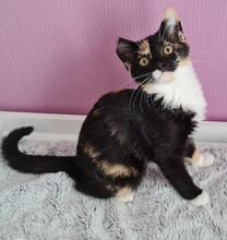 PETRA, Katze, Europäische Langhaarkatze in Hamburg