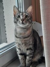 CINDERELLA, Katze, Hauskatze in Ungarn