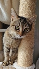 PRIMA, Katze, Europäisch Kurzhaar in Bulgarien
