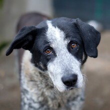 ORNILO, Hund, Mischlingshund in Duisburg