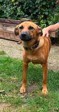 HARPO, Hund, Mischlingshund in Itzstedt