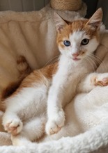 PIPPO, Katze, Europäisch Kurzhaar in Velbert