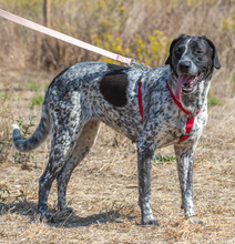 LUCILE, Hund, Mischlingshund in Portugal