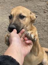 ZEPPO, Hund, Mischlingshund in Itzstedt