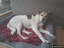 HENRIKO, Hund, Mischlingshund in Erding