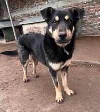 MELA, Hund, Mischlingshund in Bulgarien