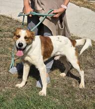 FRIX, Hund, Mischlingshund in Bulgarien